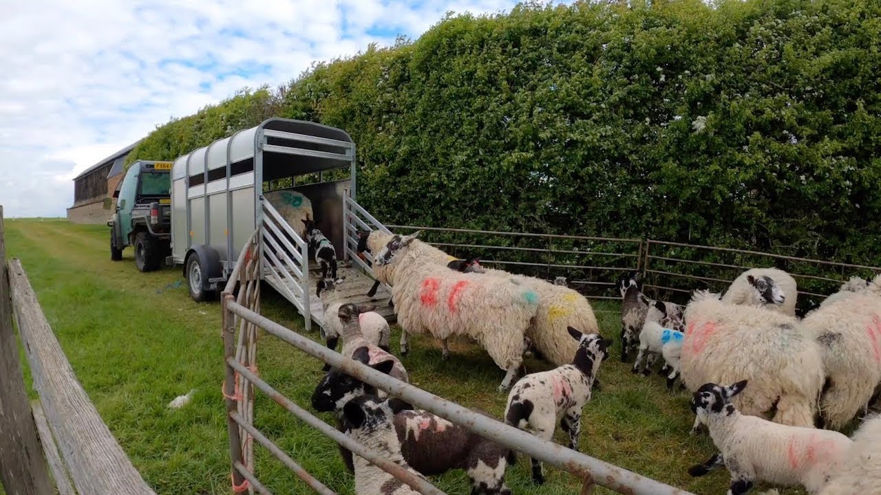 MOVING SHEEP & HARROWING THE HORSE PADDOCK