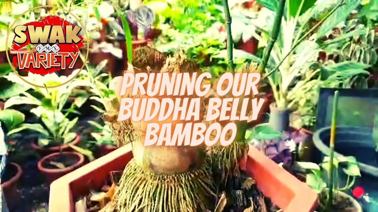 Pruning Our Buddha Belly Bamboo Bonsai Plant
