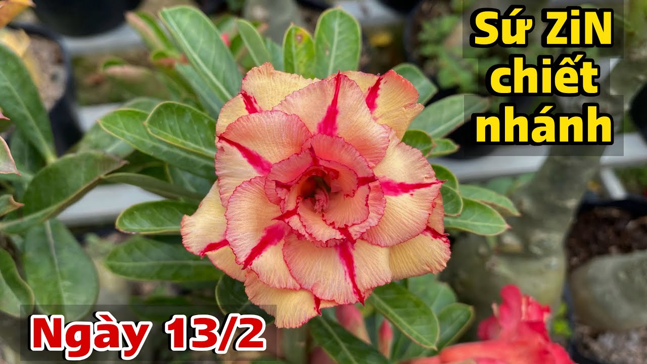 Ngày 13/2 - Lô 25 cây sứ zjn đẹp đủ màu. LH: 0867.915.218 - Qua Tết Gửi Hàng