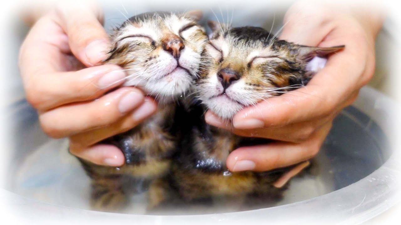 子猫をお風呂に入れたら世界初の行動を見せてくれました！