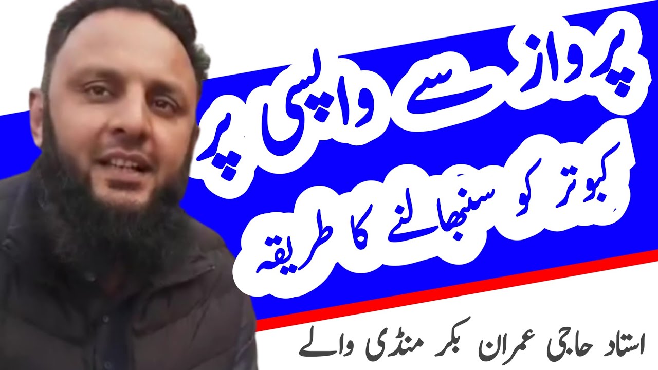 Kabutar ki sambhal ka nuska | Parwaz se wapsi par Kabootar ki smbhal ka tarika