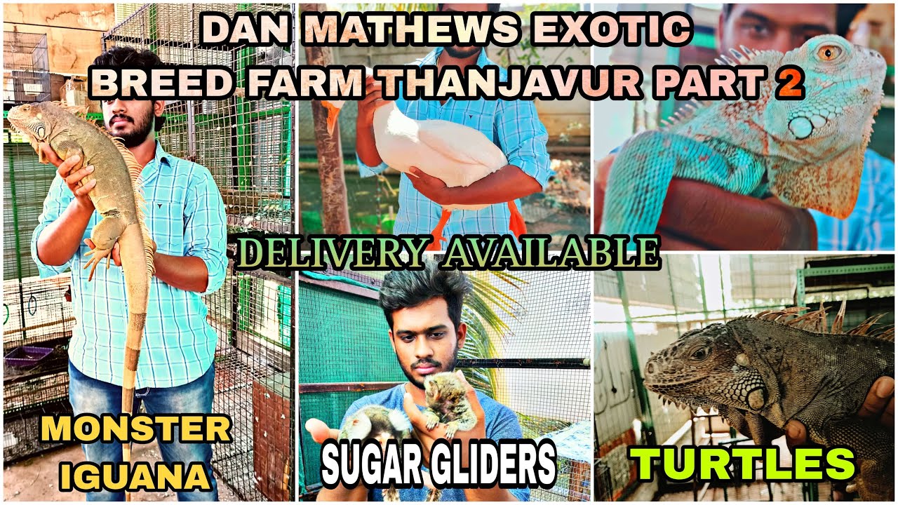 EXOTIC BREEDS FARM PART 2 THANJAVUR |AT LOWER PRICE|தஞ்சாவூர்ல இப்டி ஒரு இடமா| #exoticbirds #iguana