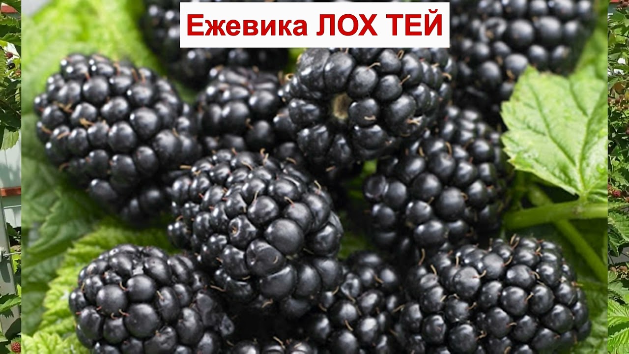 ЕЖЕВИКА ЛОХ ТЕЙ - МОРОЗОСТОЙКИЙ сорт БЕЗ ШИПОВ. РАННЯЯ ЯГОДА. ОПИСАНИЕ СОРТА, характеристики ОТЗЫВЫ