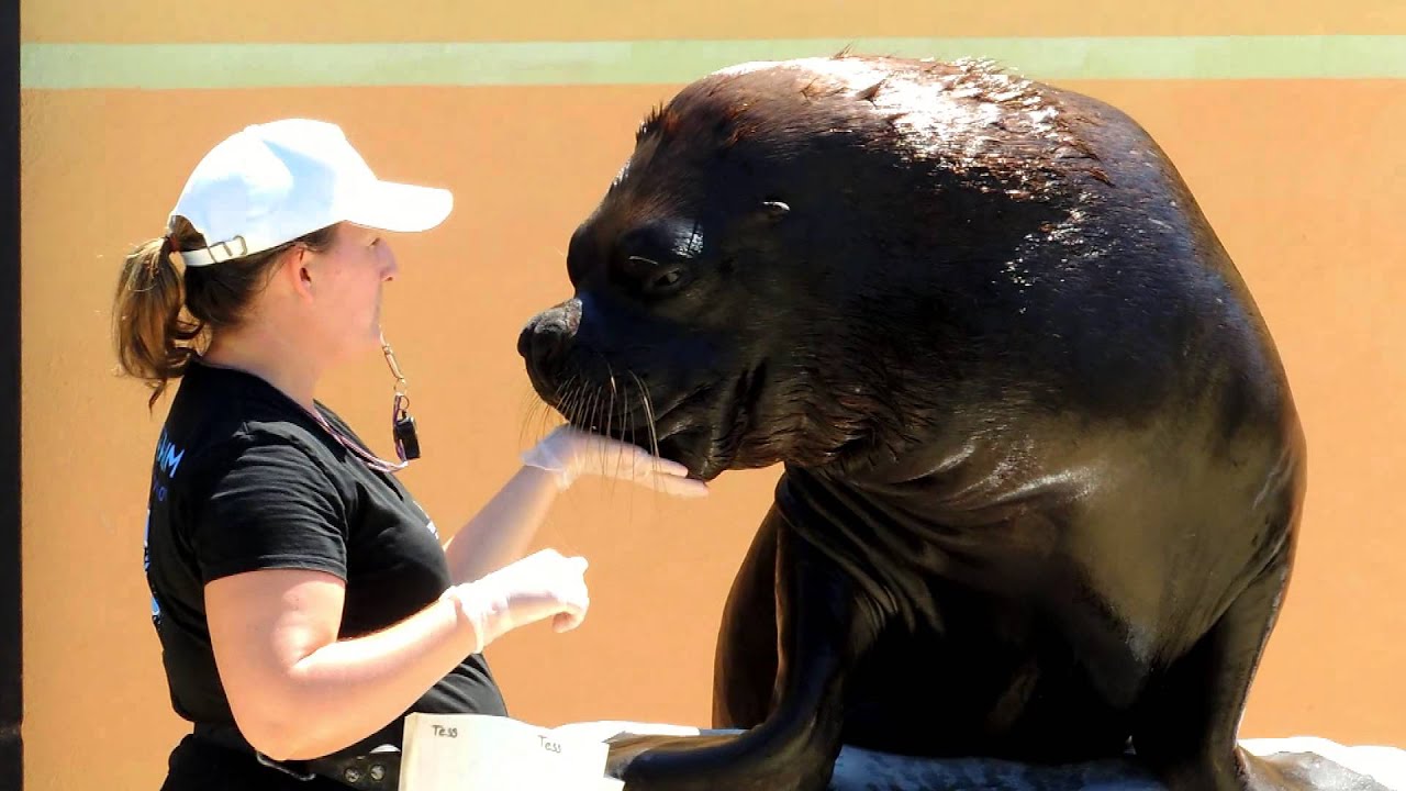 Otaries et Phoques - Seaquarium du Grau Du Roi - 2015