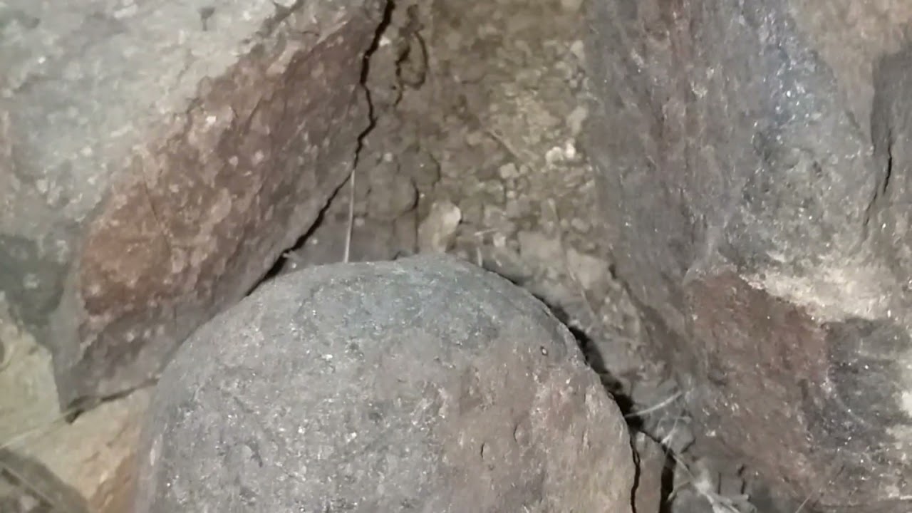saw scaled viper (echis carinatus)