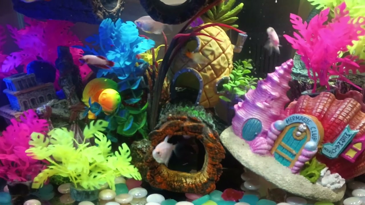 fish