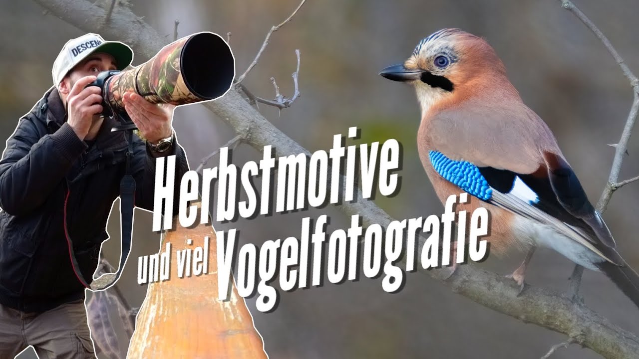 Herbstmotive und viel Vogelfotografie