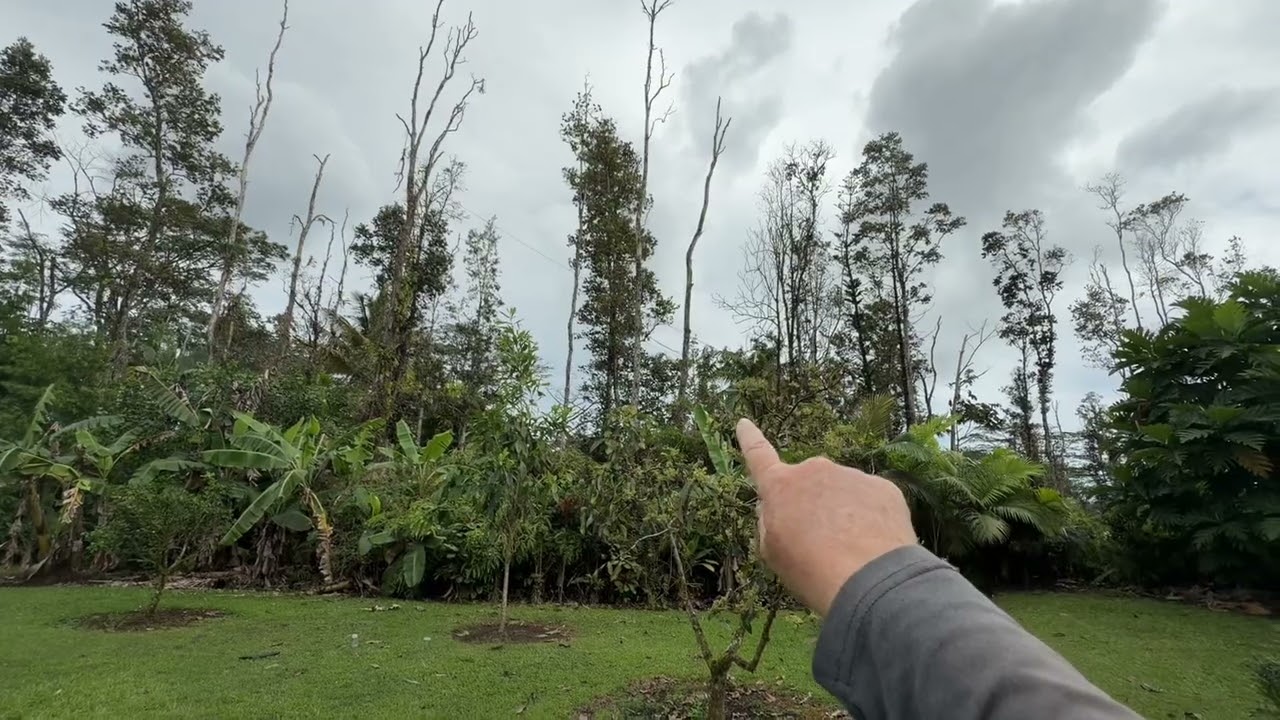 Joel’s a great tree cutter!!