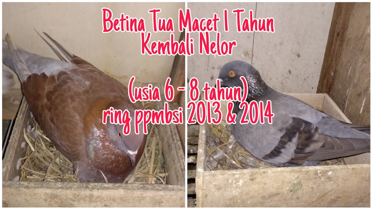 РЕШЕНИЕ ДЛЯ САМОК ГОЛУБЕЙ, КОТОРЫЕ НЕ НЕСУТ ЯЙЦА