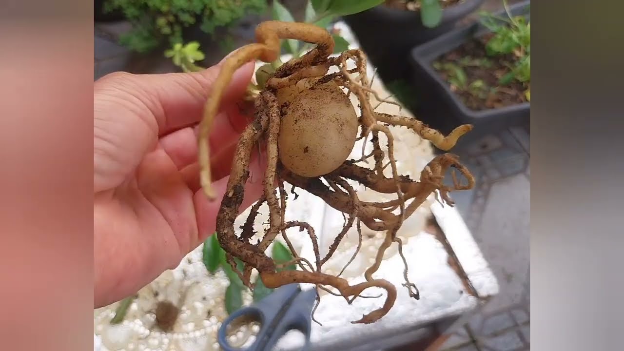 Zamioculca não cresce? é por isso só..