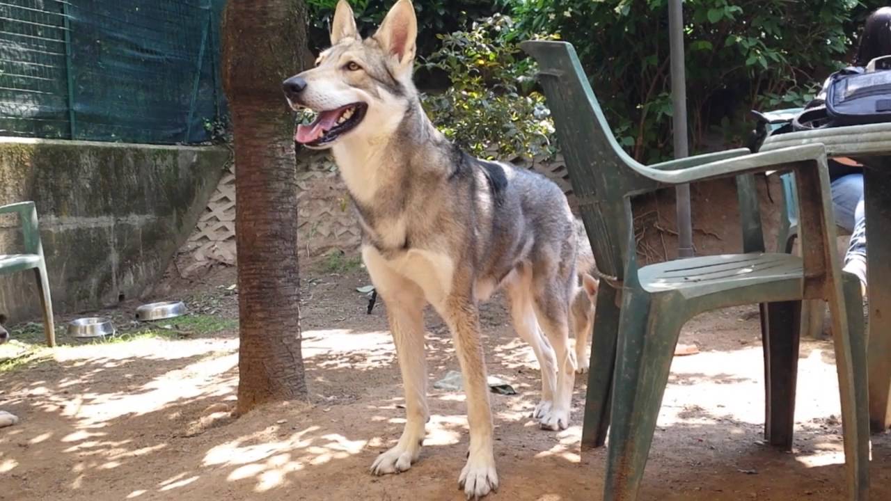 Cane Lupo di Saarloos - riunione di famiglia