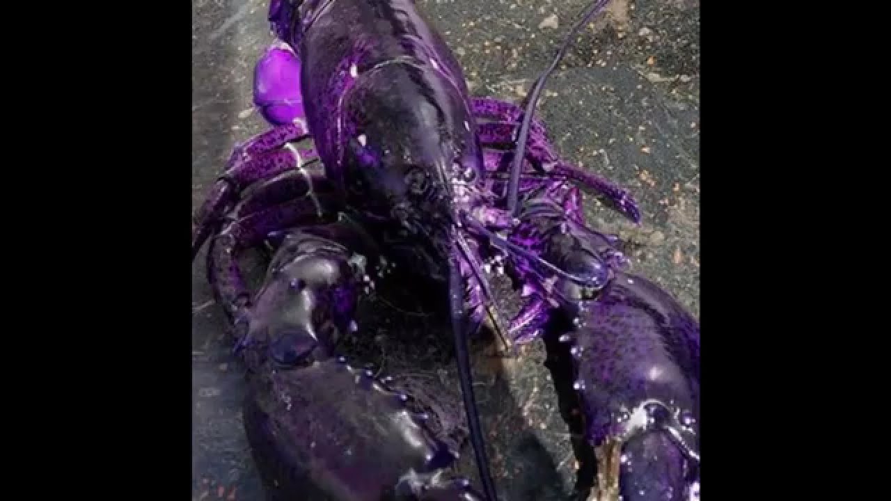 Purple Lobster: