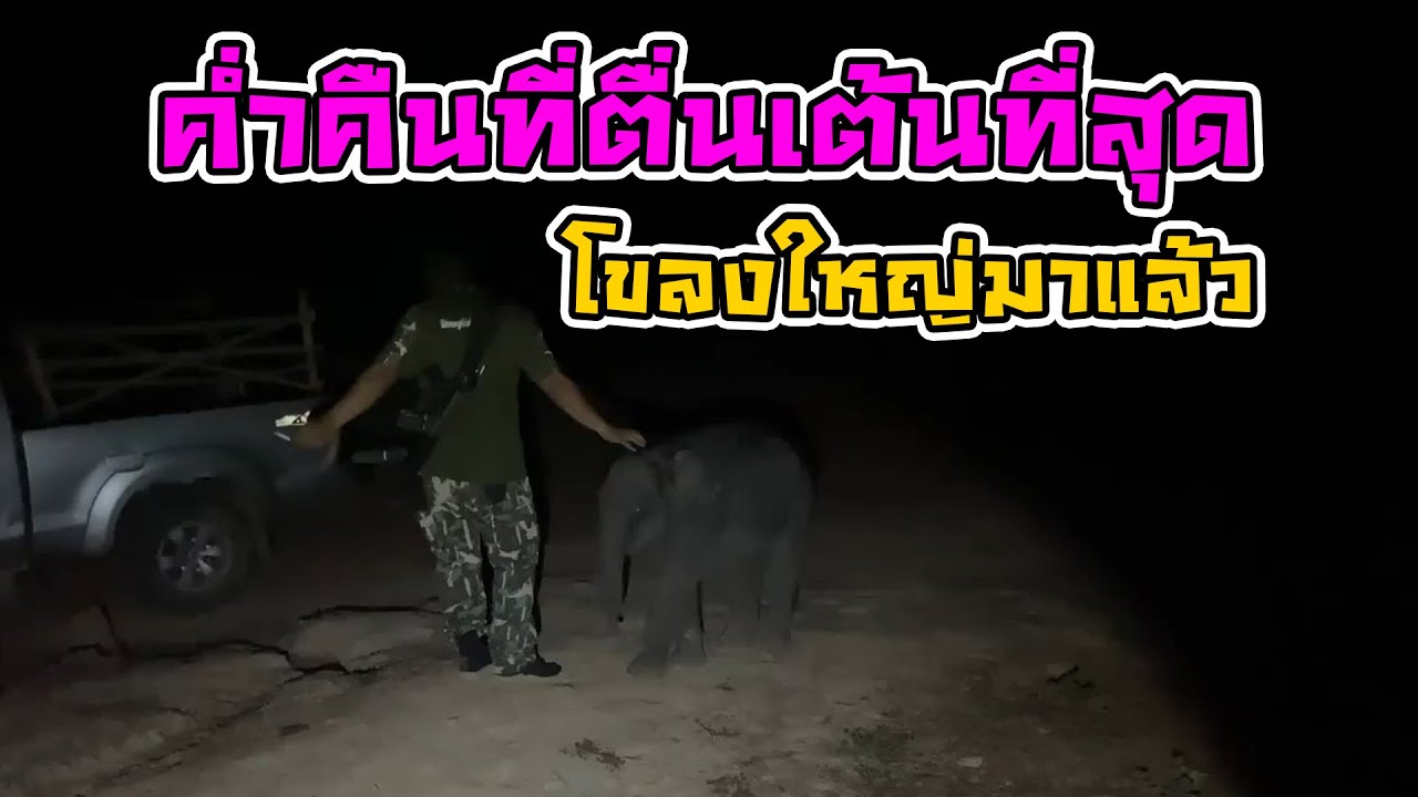 เฝ้ารอมาสองวันในที่สุด โขลงใหญ่ก็มา เรามาดูภารกิจส่งมีนากลับโขงกันครับ สำเร็จมั้ย!!!