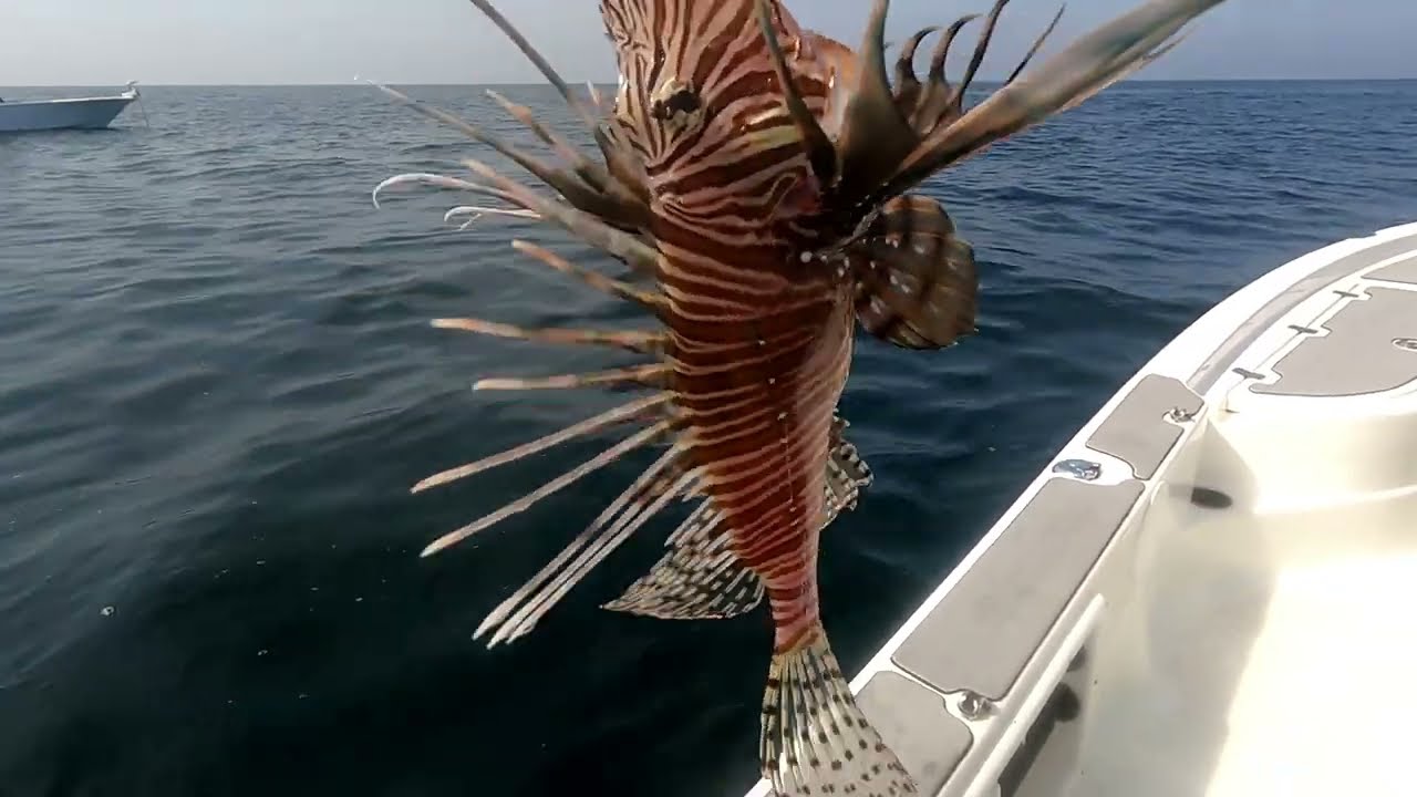 Lion Fish - Offshore Fishing FULL VIDEO