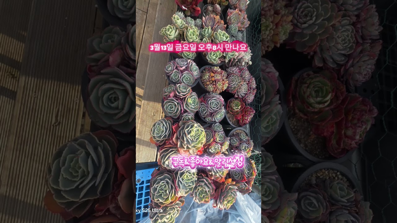 #반야네다육#라이브방송#다육#화분#다육쇼핑