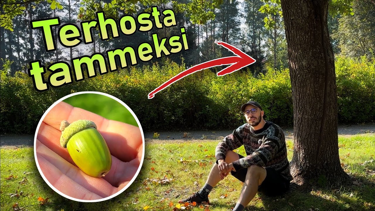 Näin kasvatat tammenterhosta uuden metsän kuninkaan 🌳
