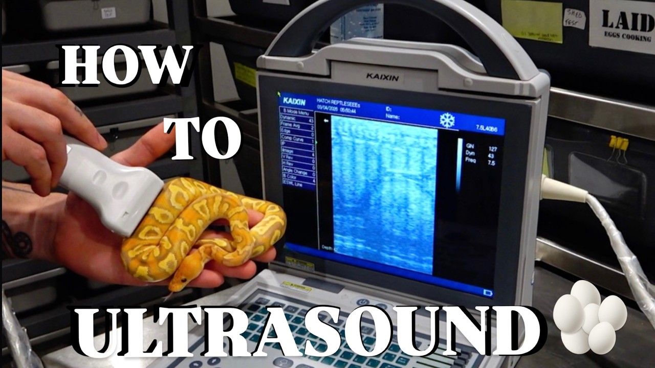 Ultrasounding Ball Pythons Tips and Tricks!