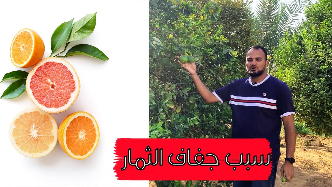 سبب قلة العصارة في الحمضيات ( الموالح ) || جفاف الثمار من الداخل