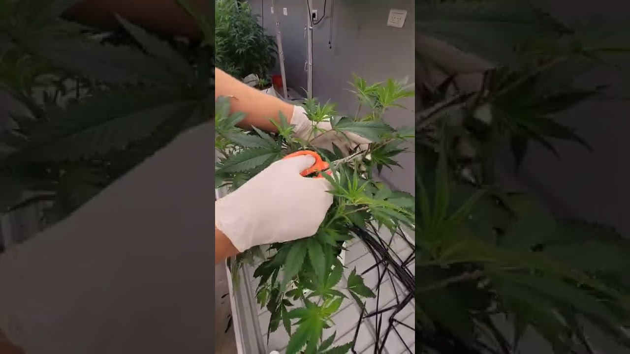 Tutorial de Clones/Esquejes