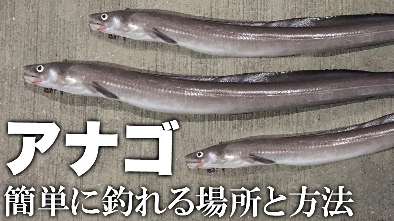 アナゴ釣り初心者でも驚くほど簡単に釣れる場所と方法を徹底解説【2024年版】