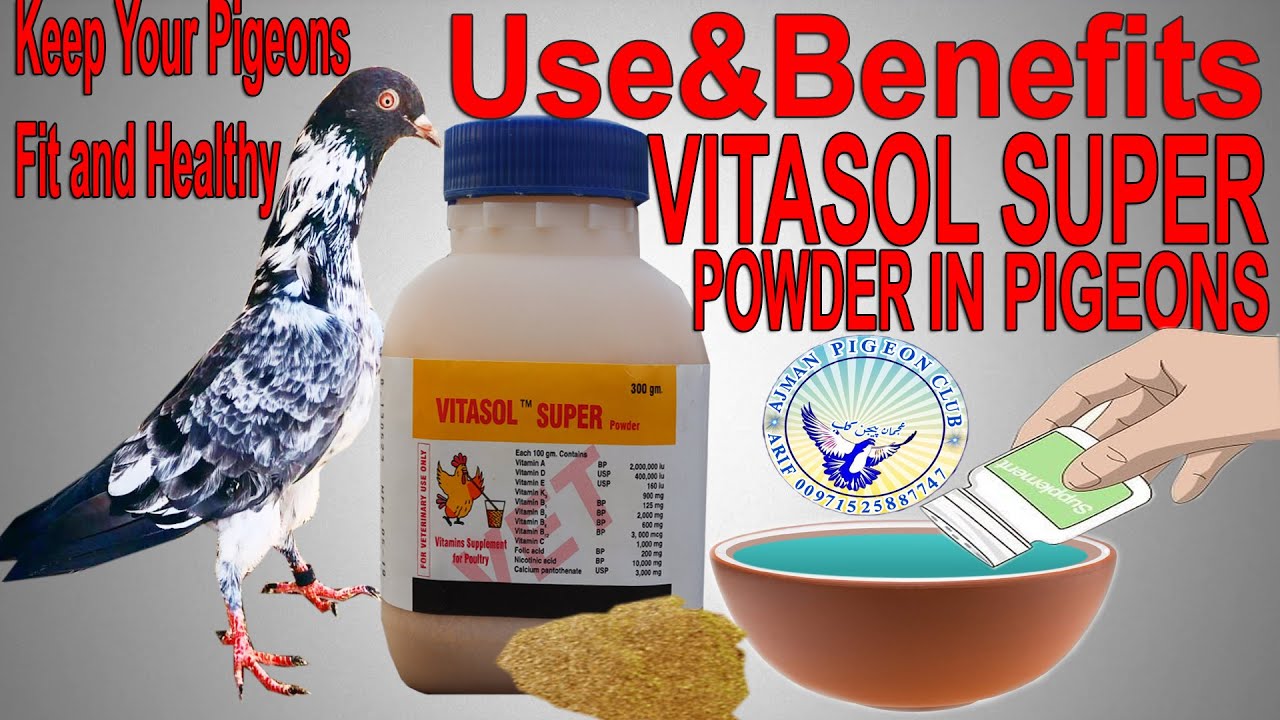 Vitamin For Pigeons|Information Tips|Recovery Pigeon|Vitasol Super Powder|Best Vitamins For Pigeon