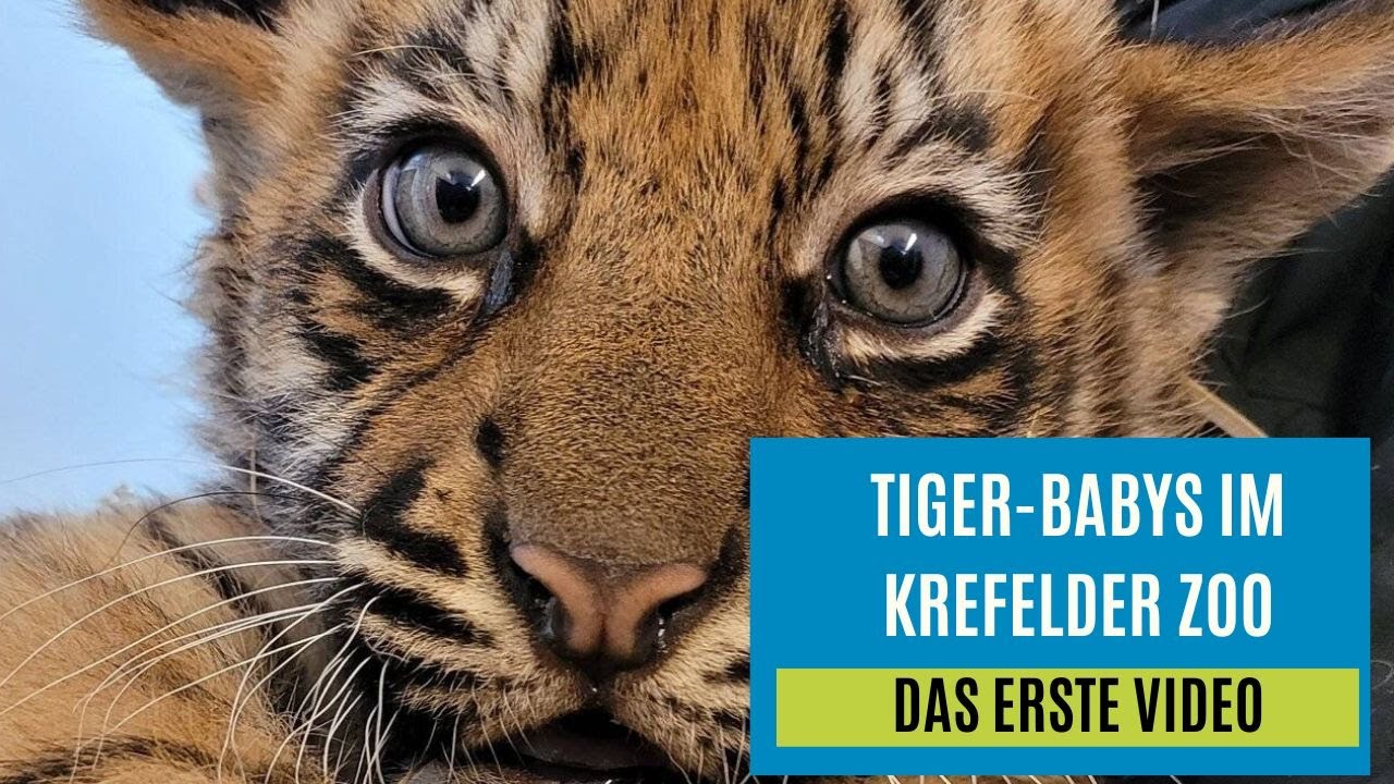 Tiger-Babys im Zoo Krefeld: So süß ist der Nachwuchs