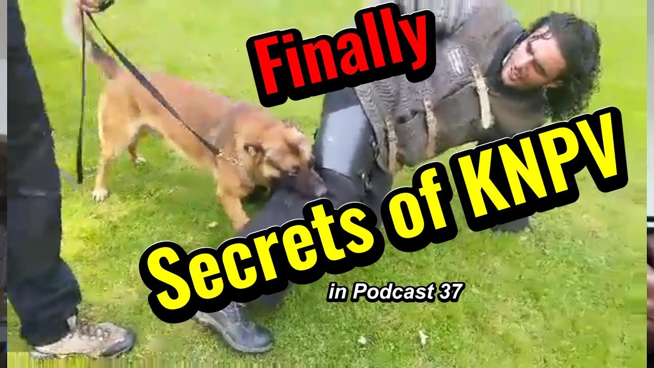 Secrets Revealed Dutch Dog K9 Training #dogtraining