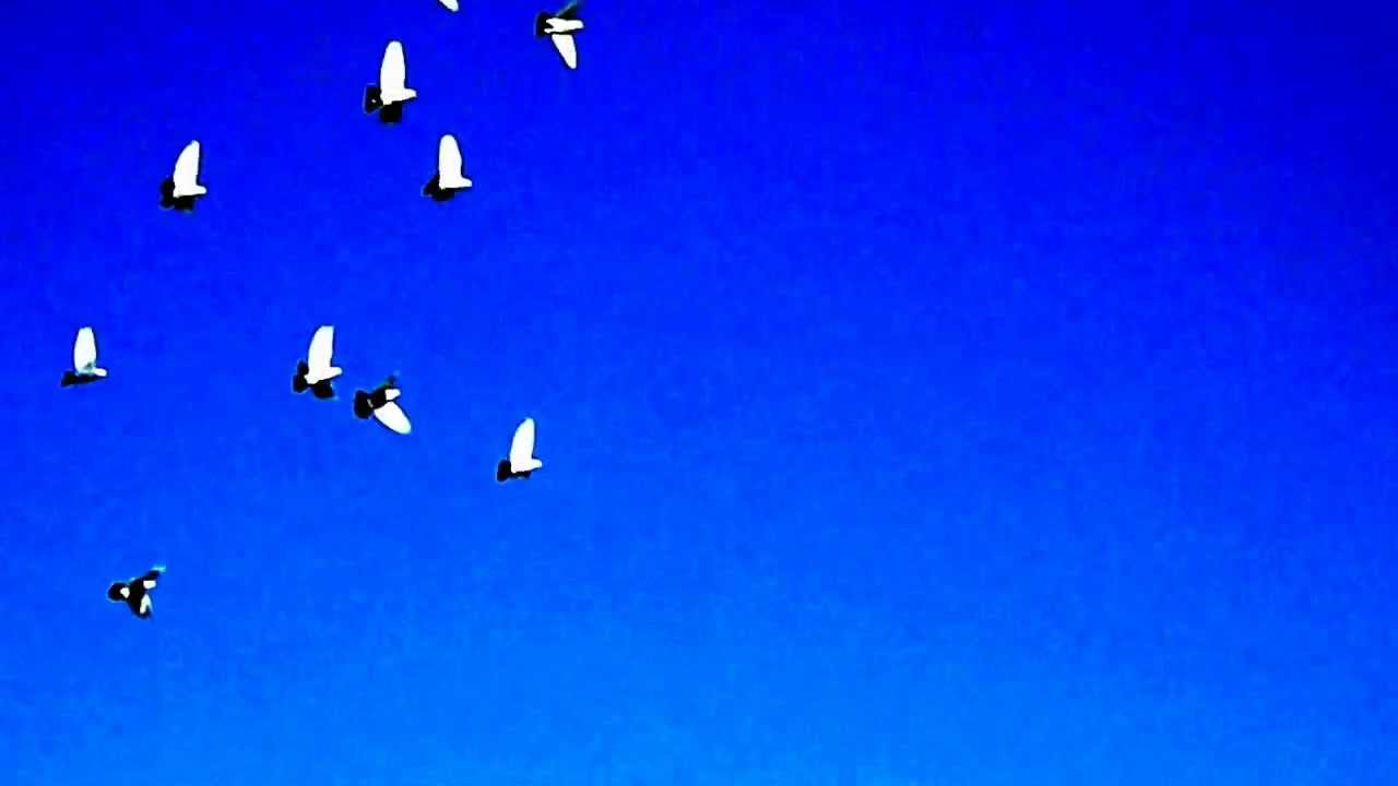 летите голуби, летите
