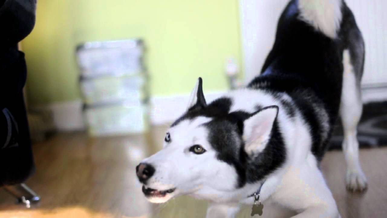 Siberian Husky arguing