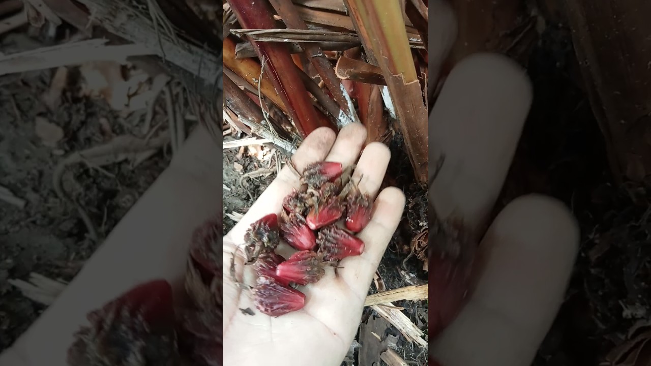 Large cardamom harvesting #plants #cardamom #shorts
