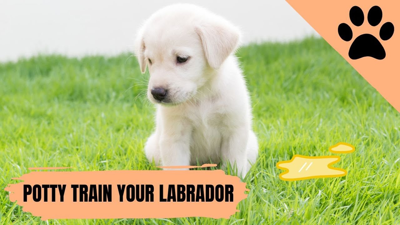 Mejores consejos sobre c&oacute;mo entrenar a un Labrador para hacer sus necesidades