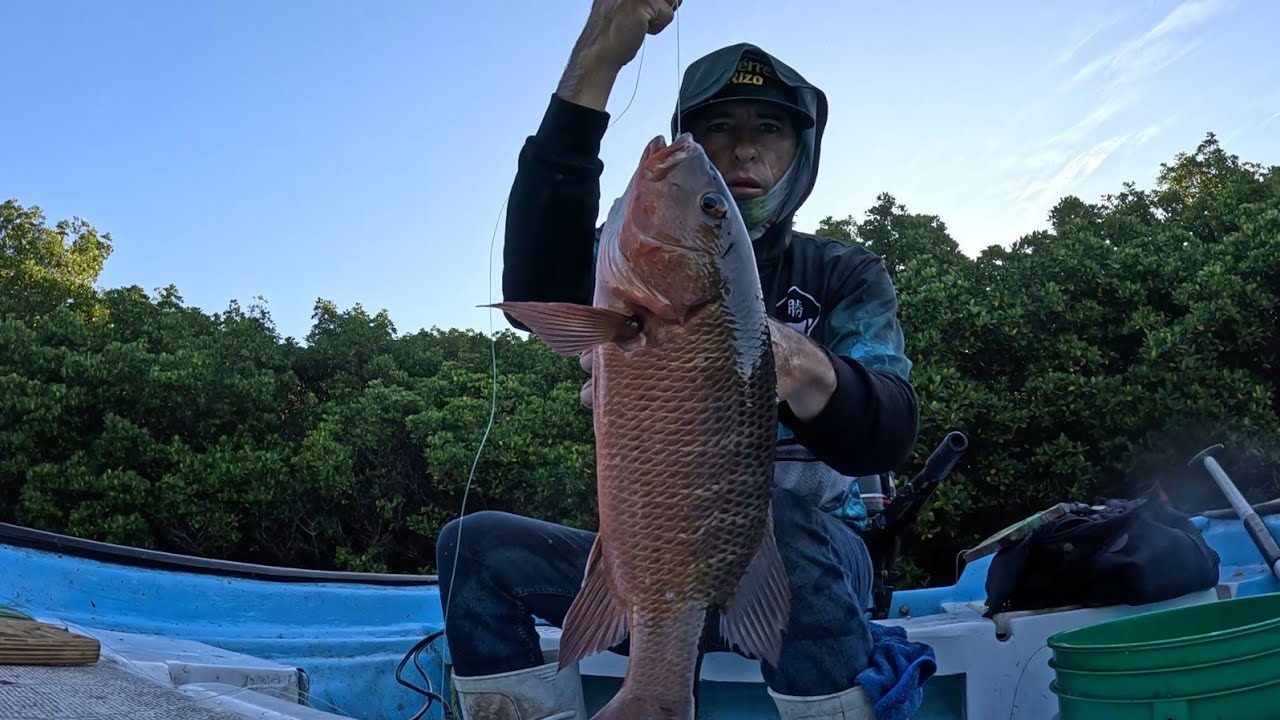 Exelente Pesca De Pargo con Mi Hijo Pony Medina en el Manglar con Troncho de Lisa Voladora
