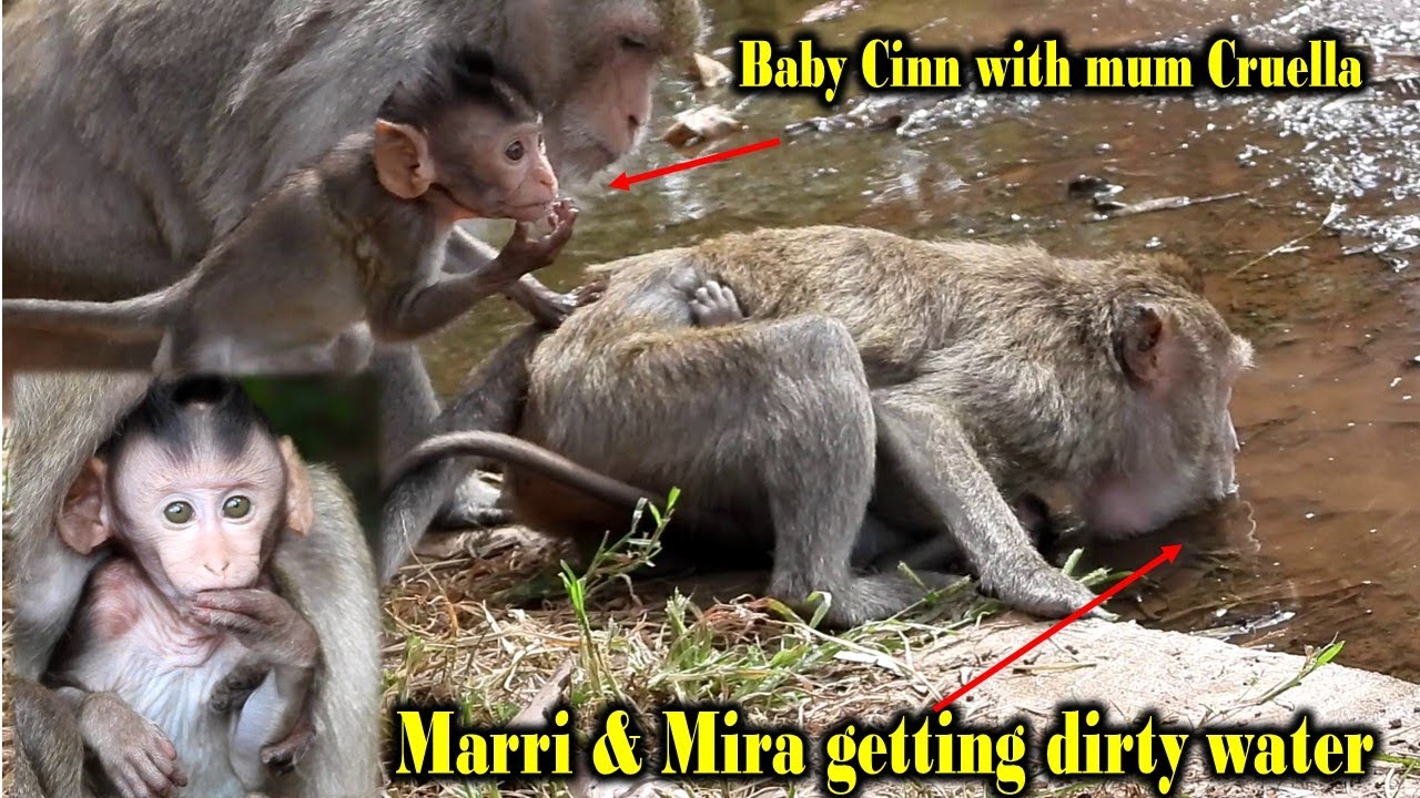 OMG! Poor monkey Marri bring baby Mira to drink dirty water with cute baby cinn & Cruella so sweet