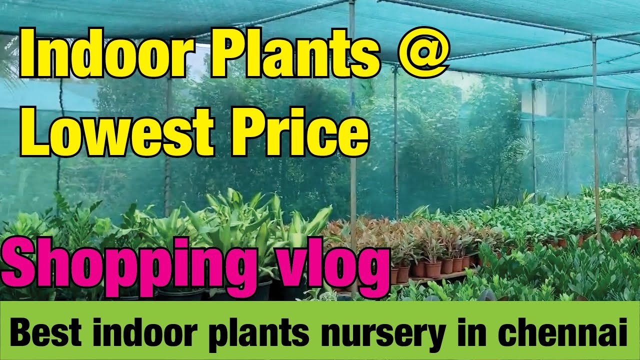 Best Indoor Plants Nursery in Chennai at unbelievable rate | shopping vlog | Vanoli
