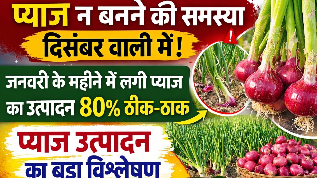 दिसंबर वाली प्याज में कंद नहीं बना | जनवरी वाली प्याज 80% ठीक-ठाक | प्याज उत्पादन का बड़ा विश्लेषण