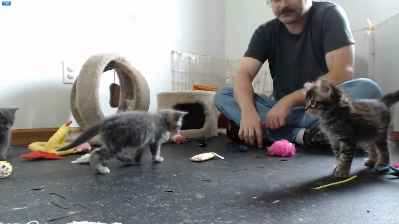 AI Kittens - Afternoon 10-13