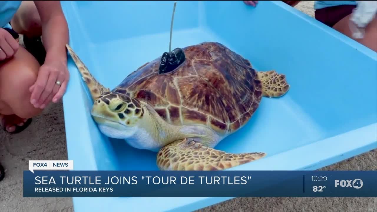 Sea turtle joins 