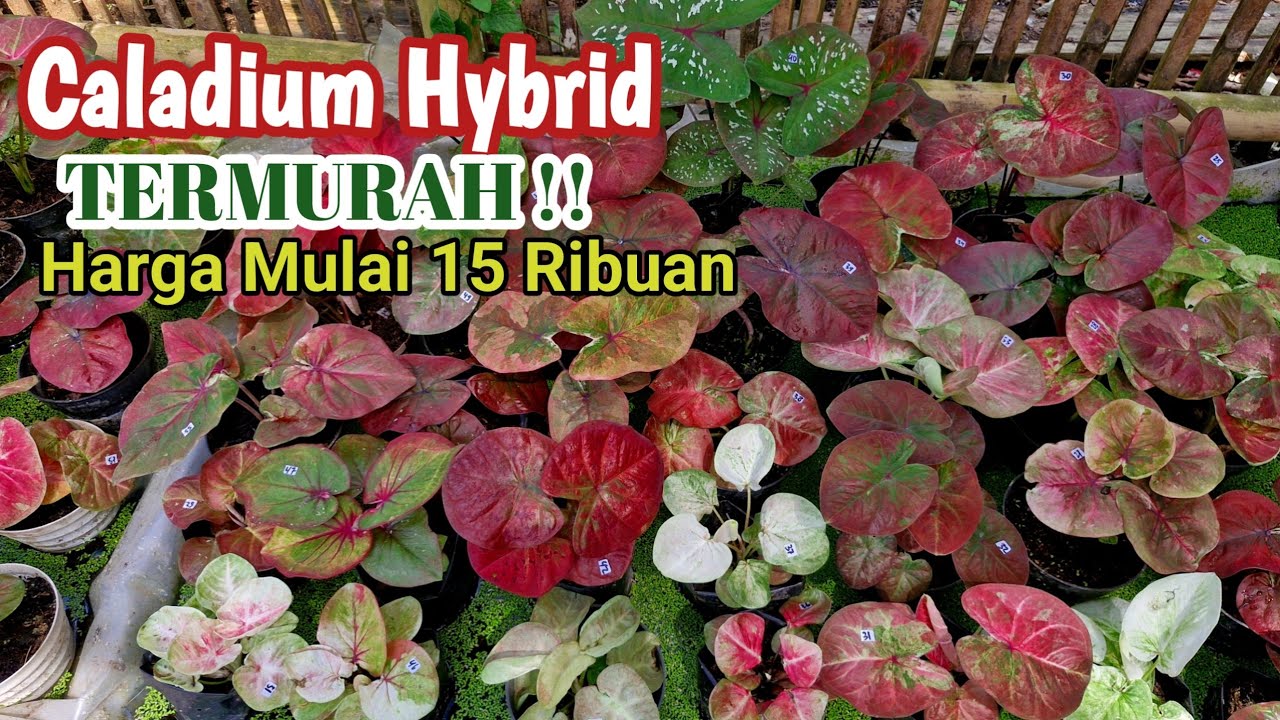 Caladium Hybrid Murah Part#474 