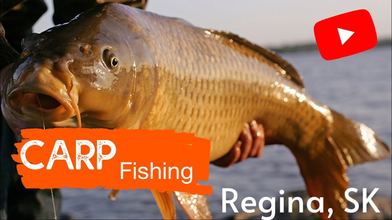 Saskatchwan Fishing Tour |SK Angler Fishing |Asian Carp Fishing|Big Carp Fishing from Regina, Canada