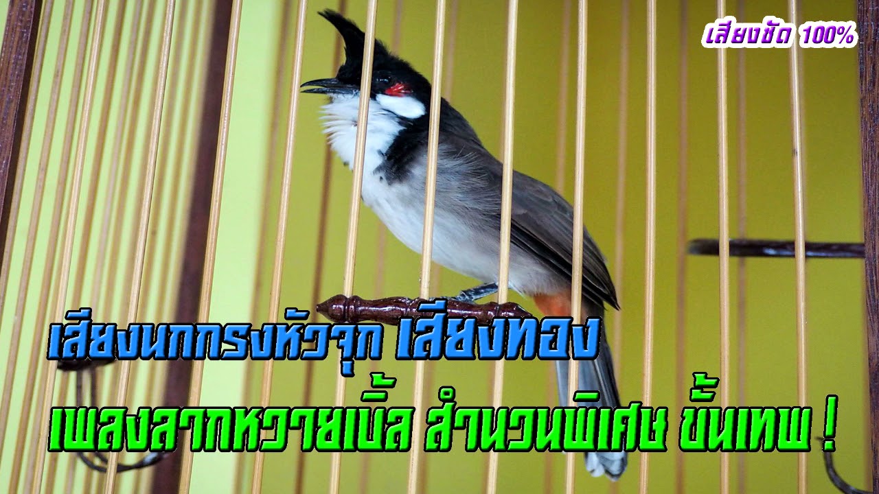 เสียงนกกรงหัวจุกเสียงทอง เพลงลากหวายเบิ้ล สำนวนพิเศษ ขั้นเทพ! Thailand Bird  Chào Mào Thái Lan