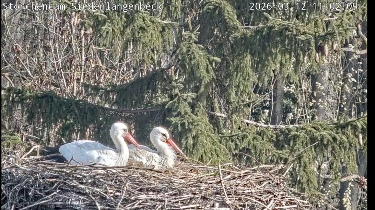 Livestream - Storchennest in Siedenlangenbeck