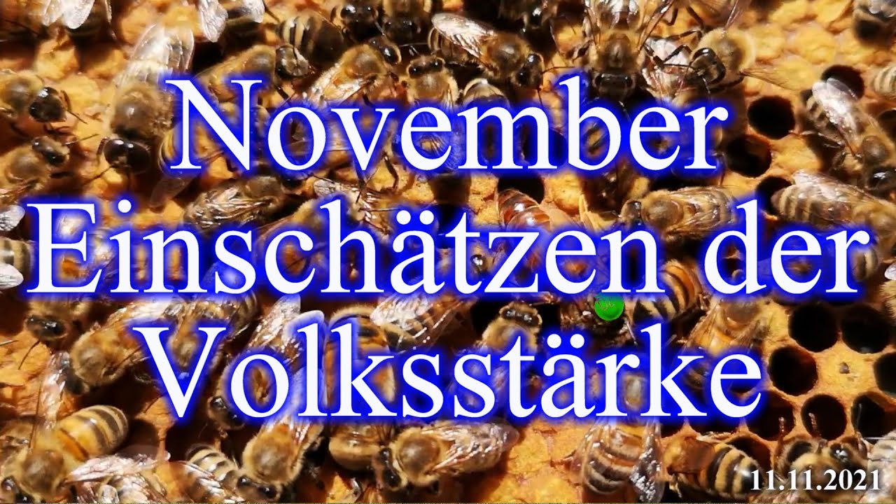 Novemberbienen Volksstärke kontrollieren
