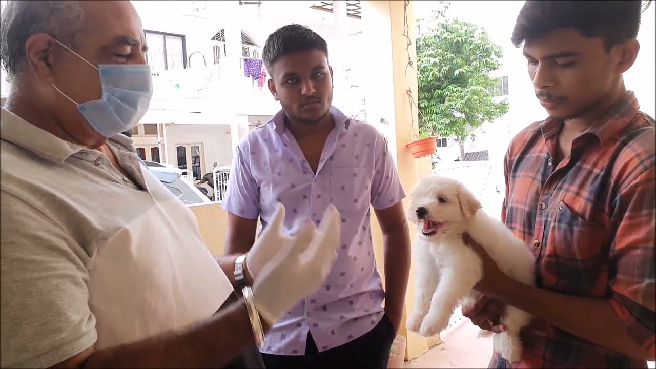 EFFECTS AFTER VACCINATION OF PUPPY.WHAT ARE THE EFFECTS OF FIRST VACCINATION ON YOUNG PUPPY...