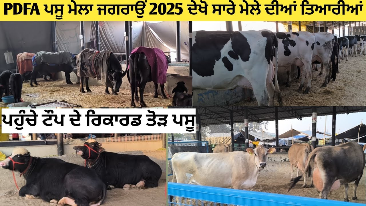 PDFA ਪਸੂ ਮੇਲਾ ਜਗਰਾਉਂ 2025 ਦੇਖੋ ਸਾਰੇ ਮੇਲੇ ਦੀਆਂ ਤਿਆਰੀਆਂ। ਟੌਪ ਦੇ ਪਸੂ ਪਹੁੰਚੇ। ਰਿਕਾਰਡ ਤੋੜ।