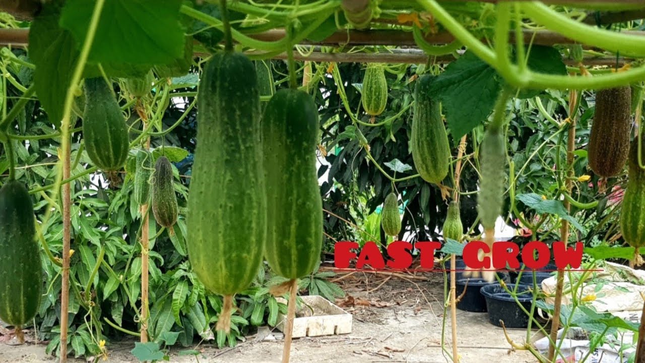 Grow Cucumbers Easily in Pots & Garden | Step by Step Guide #youtube