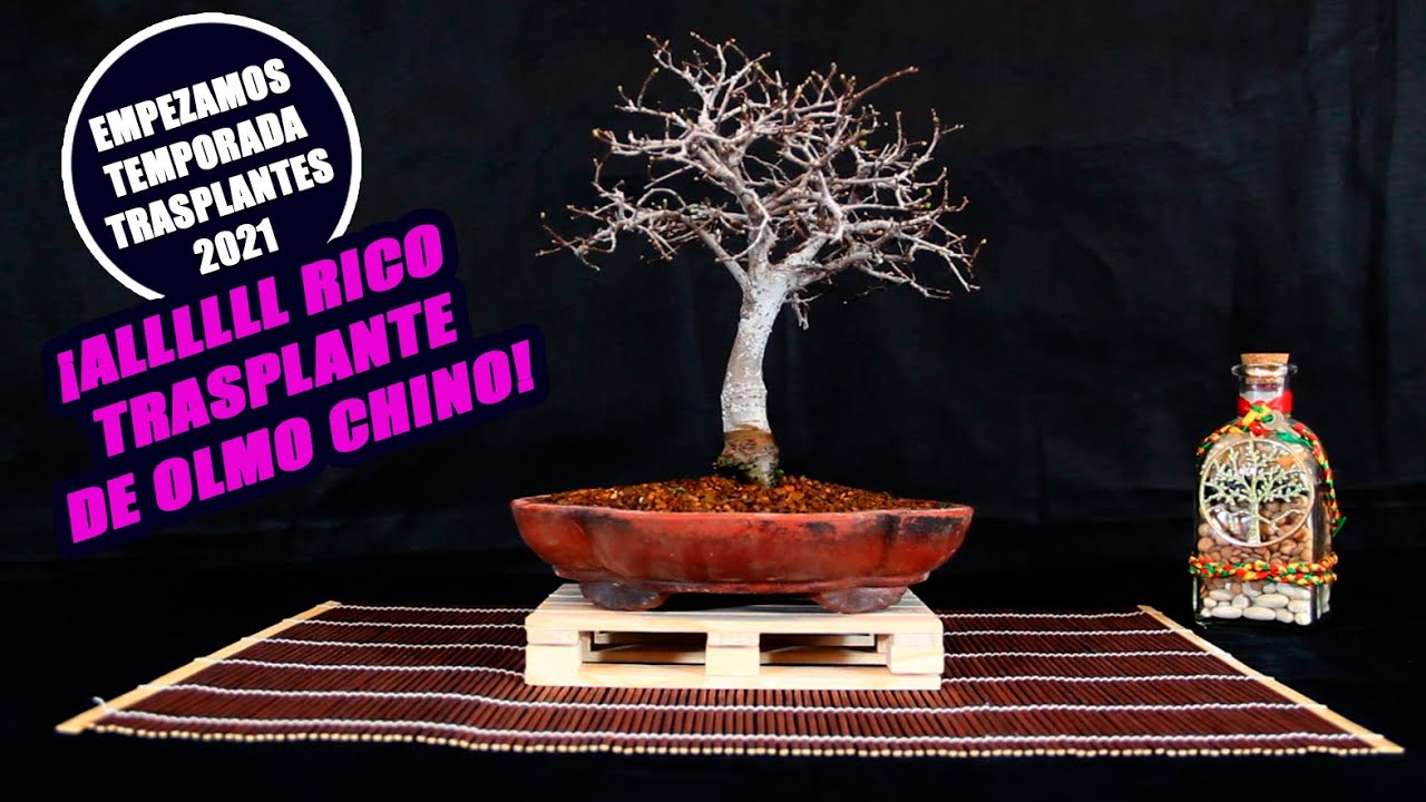 Cómo Trasplantar Bonsai de Olmo Chino