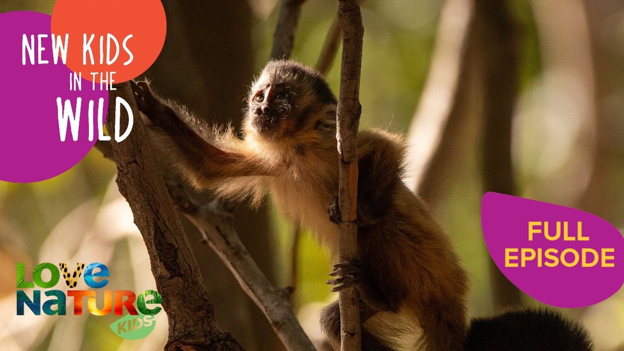 Marvelous Monkeys: Ravi & Nina | New Kids In The Wild 104+105