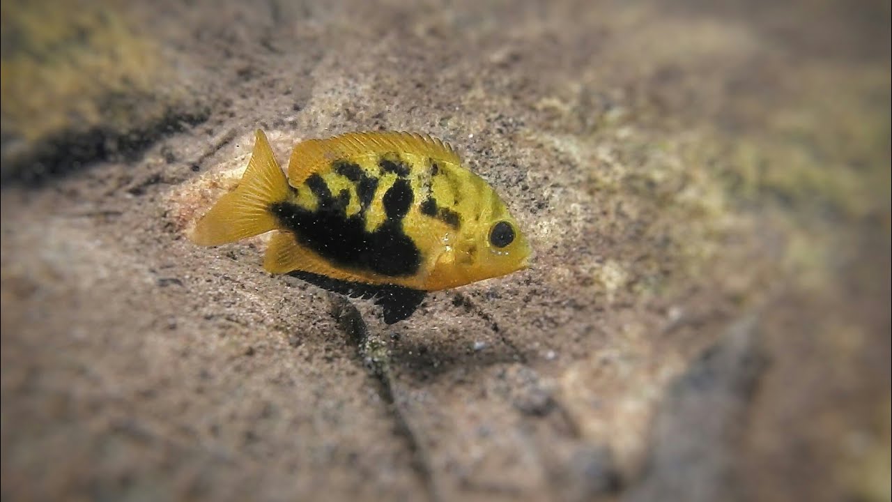 Pseudetroplus maculatus, Orange Chromide in the wild