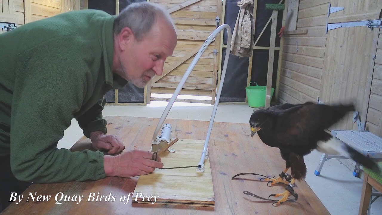 Harris Hawk Enrichment