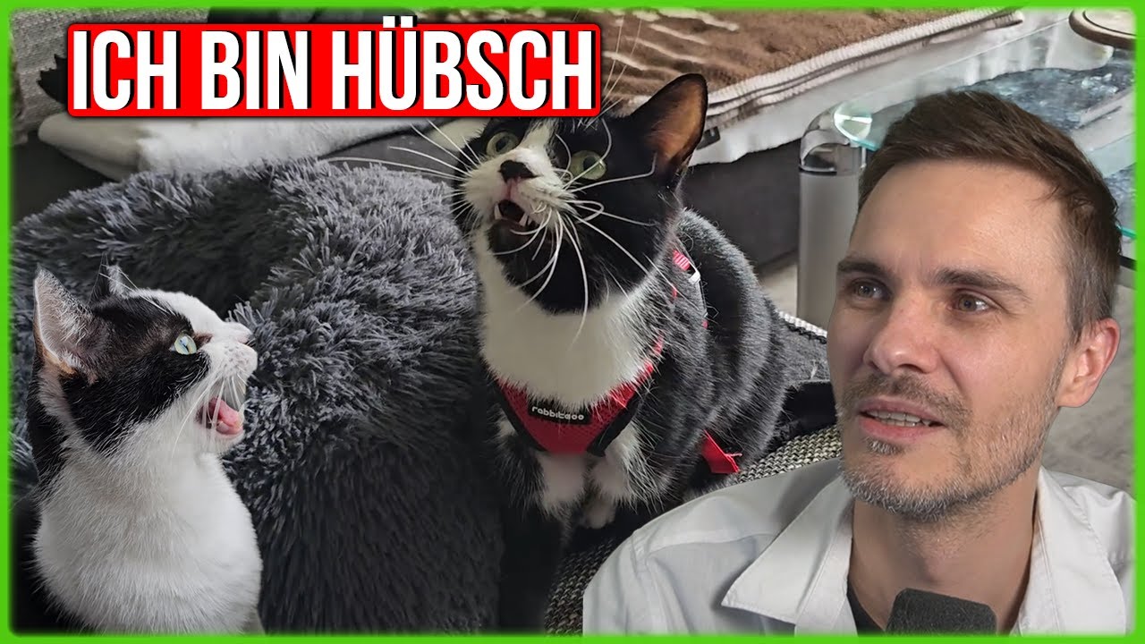 Geschirr für Katzen, geht das wirklich?